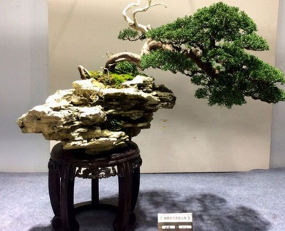 “如派”盆景首次大規模亮相上海 盆景七大流派之一名不虛傳