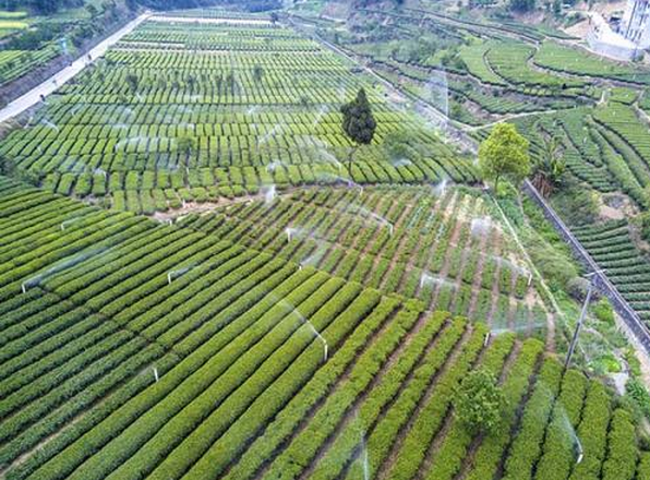 “三峽”茶葉國際商標?成功 宜昌點軍茶葉將首次邁出國門