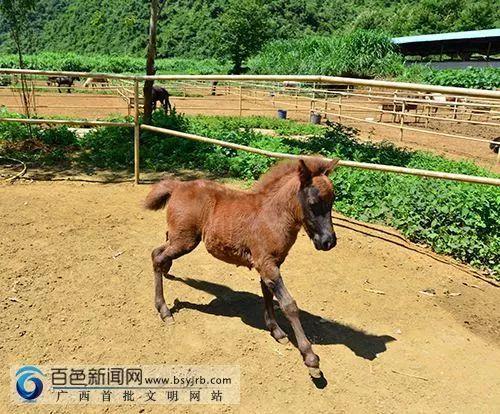 南寧市首個動物類地理標志“馬山黑山羊”