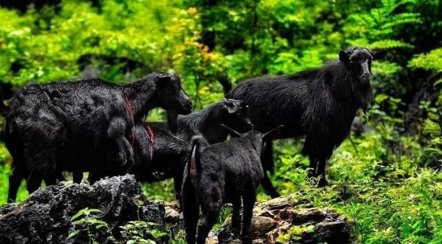 南寧市首個動物類地理標志“馬山黑山羊”