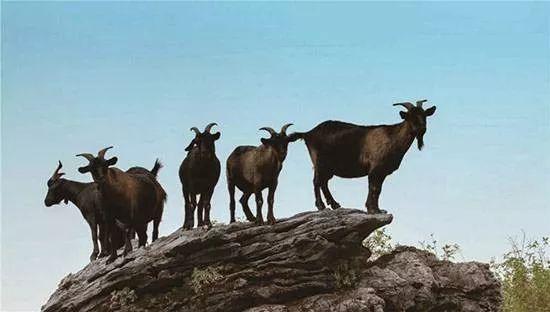 南寧市首個動物類地理標志“馬山黑山羊”