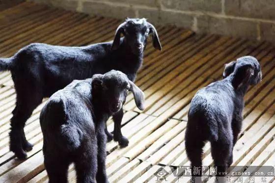 南寧市首個動物類地理標志“馬山黑山羊”